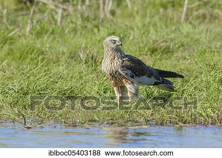 Male marsh harrier (Circus aeruginosus), Mecklenburg-Vorpommern, Germany, Europe View Large Photo Image Stock Photo - Male marsh harrier (Circus aeruginosus), Mecklenburg-Vorpommern, Germany, Europe. Fotosearch
