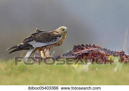 Male marsh harrier (Circus aeruginosus), Mecklenburg-Vorpommern, Germany, Europe View Large Photo Image Stock Photograph - Male marsh harrier (Circus aeruginosus), Mecklenburg-Vorpommern, Germany, Europe. Fotosearch