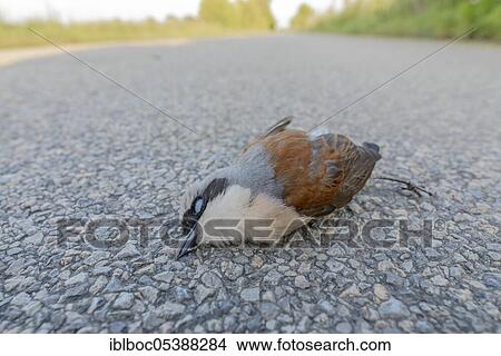 Male Red-backed shrike (Lanius collurio), Lake Neusiedl NP, Burgenland, Austria, Europe View Large Photo Image Picture - Male Red-backed shrike (Lanius collurio), Lake Neusiedl NP, Burgenland, Austria, Europe. Fotosearch