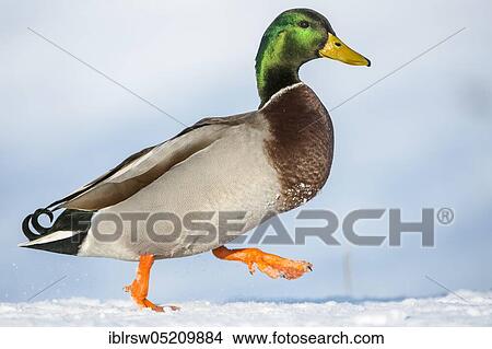 Mallard (Anas platyrhynchos) drake, Lower Saxony, Germany, Europe View Large Photo Image Picture - Mallard (Anas platyrhynchos) drake, Lower Saxony, Germany, Europe. Fotosearch