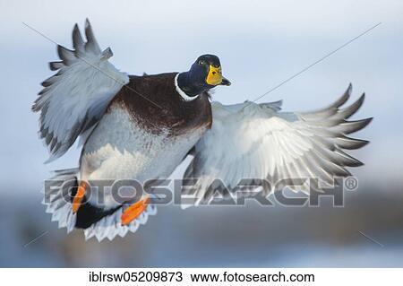Mallard (Anas platyrhynchos) drake, Lower Saxony, Germany, Europe View Large Photo Image Stock Image - Mallard (Anas platyrhynchos) drake, Lower Saxony, Germany, Europe. Fotosearch