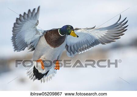 Stock Photo - Mallard (Anas platyrhynchos) drake, Lower Saxony, Germany, Europe. Fotosearch