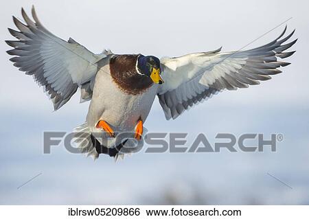 Stock Photograph - Mallard (Anas platyrhynchos) drake, Lower Saxony, Germany, Europe. Fotosearch