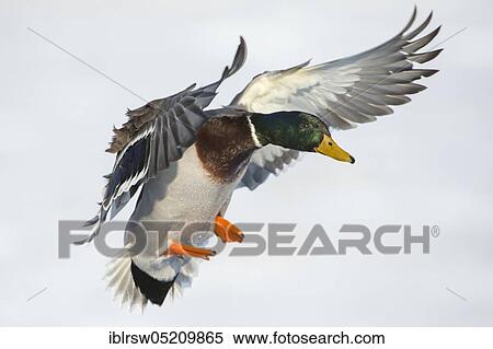 Stock Photography - Mallard (Anas platyrhynchos) drake, Lower Saxony, Germany, Europe. Fotosearch