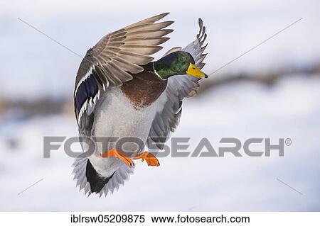 Mallard (Anas platyrhynchos) drake, Lower Saxony, Germany, Europe View Large Photo Image Stock Photography - Mallard (Anas platyrhynchos) drake, Lower Saxony, Germany, Europe. Fotosearch