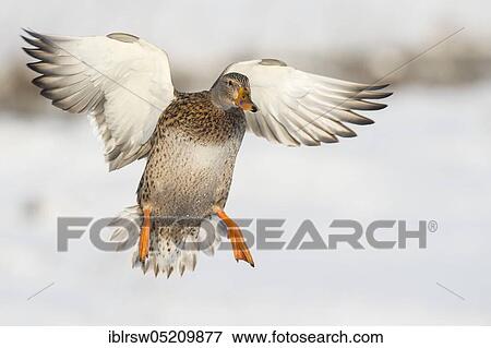Stock Photo - Mallard (Anas platyrhynchos) female, Lower Saxony, Germany, Europe. Fotosearch