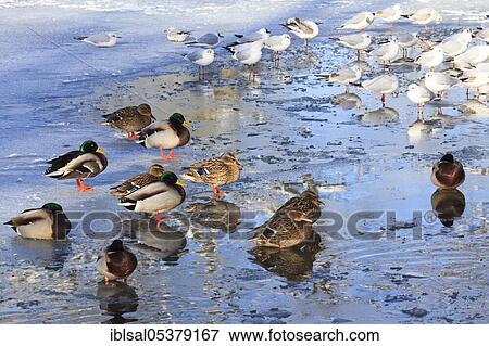 Mallards (Anas platyrhynchos) and gulls, drakes and females in the pond, Germany, Europe View Large Photo Image Stock Photo - Mallards (Anas platyrhynchos) and gulls, drakes and females in the pond, Germany, Europe. Fotosearch
