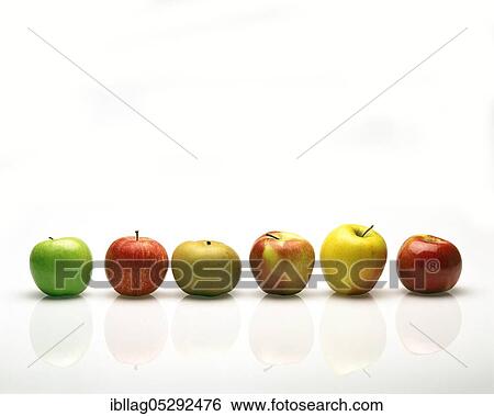 Malus domestica, Apple tree (Malus domestica), Apple, Apples, Rosaceae, Apples: Granny Smith, Calville, Pink Lady, Granada, Golden, and Royal Gal, Apple tree, Apple, Apples, Rosaceae, Apples: Granny Smith, Calville, Pink Lady, Granada, Golden, and... View Large Photo Image Stock Photograph - Malus domestica, Apple tree (Malus domestica), Apple, Apples, Rosaceae, Apples: Granny Smith, Calville, Pink Lady, Granada, Golden, and Royal Gal, Apple tree, Apple, Apples, Rosaceae, Apples: Granny Smith, Calville, Pink Lady, Granada, Golden, and.... Fotosearch