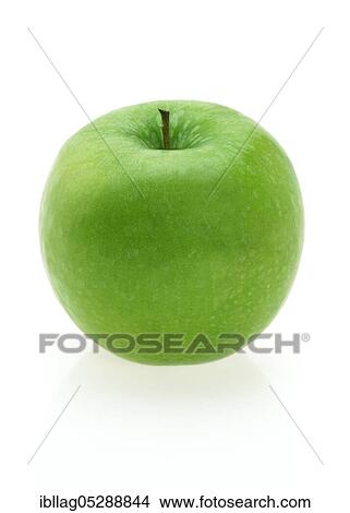 Malus domestica, cultivated apple (Malus domestica), apple, apples, rose family, GRANNY SMITH View Large Photo Image Picture - Malus domestica, cultivated apple (Malus domestica), apple, apples, rose family, GRANNY SMITH. Fotosearch