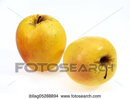 Malus domestica, cultivated apple (Malus domestica), apple, apples, rose family, Golden Apple, malus domesticas exempt, cultivated apple, apple, apples, rose family, Golden Apple, malus domesticas exempt View Large Photo Image Picture - Malus domestica, cultivated apple (Malus domestica), apple, apples, rose family, Golden Apple, malus domesticas exempt, cultivated apple, apple, apples, rose family, Golden Apple, malus domesticas exempt. Fotosearch