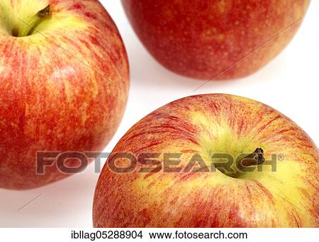 Malus domestica, cultivated apple (Malus domestica), apple, apples, rose family, Royal Gala Apple, malus domestic, cultivated apple, apple, apples, rose family, Royal Gala Apple, malus domestica View Large Photo Image Picture - Malus domestica, cultivated apple (Malus domestica), apple, apples, rose family, Royal Gala Apple, malus domestic, cultivated apple, apple, apples, rose family, Royal Gala Apple, malus domestica. Fotosearch