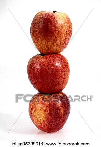Malus domestica, cultivated apple (Malus domestica), apple, apples, rose family, Royal Gala Apples, malus domestica exempt, cultivated apple, apple, apples, rose family, Royal Gala Apples, malus domestica exempt View Large Photo Image Picture - Malus domestica, cultivated apple (Malus domestica), apple, apples, rose family, Royal Gala Apples, malus domestica exempt, cultivated apple, apple, apples, rose family, Royal Gala Apples, malus domestica exempt. Fotosearch