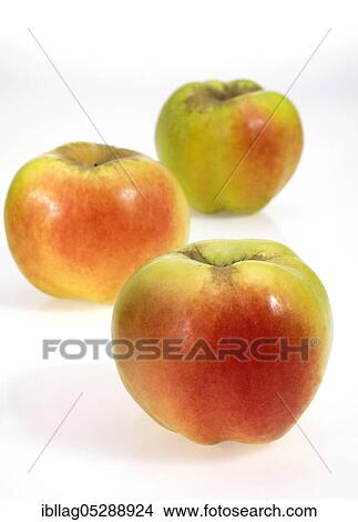 Malus domestica, cultivated apple (Malus domestica), apple, apples, rose family, Calville Apples, malus domestica, exempt, cultivated apple, apple, apples, rose family, Calville Apples, malus domestica, exempt View Large Photo Image Picture - Malus domestica, cultivated apple (Malus domestica), apple, apples, rose family, Calville Apples, malus domestica, exempt, cultivated apple, apple, apples, rose family, Calville Apples, malus domestica, exempt. Fotosearch