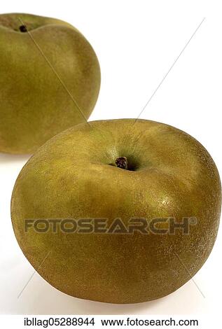 Malus domestica, cultivated apple (Malus domestica), apple, apples, rose family, Canada Apples, malus domestica, exempt, cultivated apple, apple, apples, rose family, Canada Apples, malus domestica, exempt View Large Photo Image Picture - Malus domestica, cultivated apple (Malus domestica), apple, apples, rose family, Canada Apples, malus domestica, exempt, cultivated apple, apple, apples, rose family, Canada Apples, malus domestica, exempt. Fotosearch