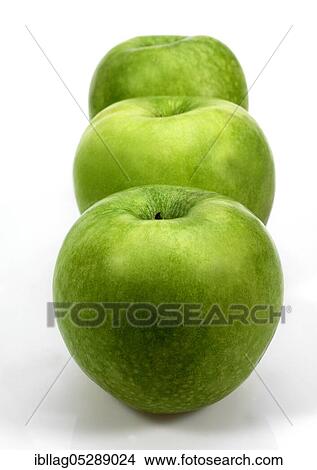 Malus domestica, cultivated apple, apple, rose family, granny smith apple, malus domesticas against white background View Large Photo Image Picture - Malus domestica, cultivated apple, apple, rose family, granny smith apple, malus domesticas against white background. Fotosearch