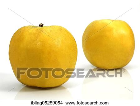 Malus domestica, cultivated apple, apple, rose family, GOLDEN APPLE malus domestica against white background View Large Photo Image Picture - Malus domestica, cultivated apple, apple, rose family, GOLDEN APPLE malus domestica against white background. Fotosearch