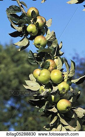 Malus domestica, cultivated apple (Malus domestica), apple, apples View Large Photo Image Stock Image - Malus domestica, cultivated apple (Malus domestica), apple, apples. Fotosearch
