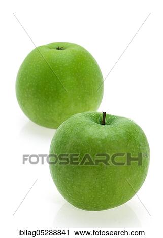 Malus domestica, cultivated apple (Malus domestica), apple, apples, free variety View Large Photo Image Stock Image - Malus domestica, cultivated apple (Malus domestica), apple, apples, free variety. Fotosearch