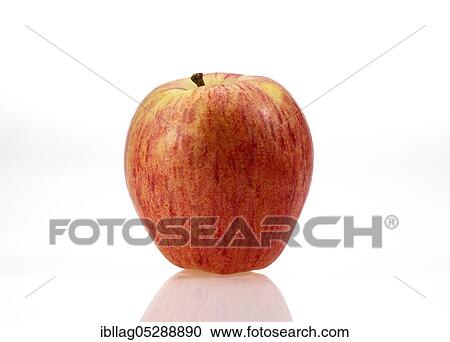 Stock Image - Malus domestica, cultivated apple (Malus domestica), apple, apples, rose family, Starling Apple, malus domestica exempt, cultivated apple, apple, apples, rose family, Starling Apple, malus domestica exempt. Fotosearch