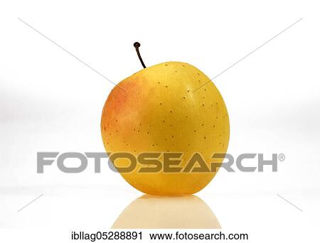 Malus domestica, cultivated apple (Malus domestica), apple, apples, rose family, Golden Apple, malus domestica exempt, cultivated apple, apple, apples, rose family, Golden Apple, malus domestica exempt View Large Photo Image Stock Image - Malus domestica, cultivated apple (Malus domestica), apple, apples, rose family, Golden Apple, malus domestica exempt, cultivated apple, apple, apples, rose family, Golden Apple, malus domestica exempt. Fotosearch