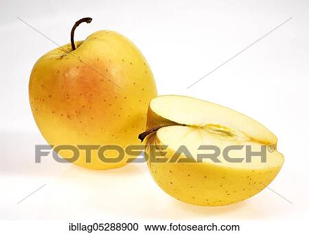 Stock Image - Malus domestica, cultivated apple (Malus domestica), apple, apples, rose family, Golden Apple, malus domesticas exempt, cultivated apple, apple, apples, rose family, Golden Apple, malus domesticas exempt. Fotosearch