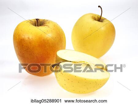 Malus domestica, cultivated apple (Malus domestica), apple, apples, rose family, Golden Apples, malus domestica, exempt, cultivated apple, apple, apples, rose family, Golden Apples, malus domestica, exempt View Large Photo Image Stock Image - Malus domestica, cultivated apple (Malus domestica), apple, apples, rose family, Golden Apples, malus domestica, exempt, cultivated apple, apple, apples, rose family, Golden Apples, malus domestica, exempt. Fotosearch