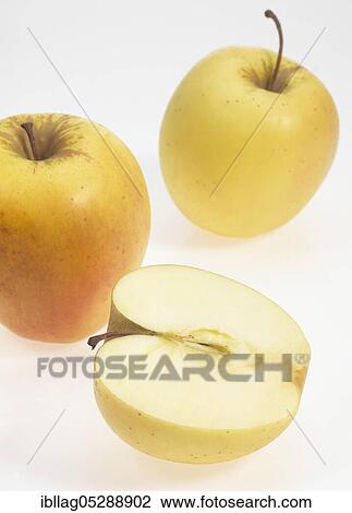 Stock Image - Malus domestica, cultivated apple (Malus domestica), apple, apples, rose family, Golden Apples, malus domestica exempt, cultivated apple, apple, apples, rose family, Golden Apples, malus domestica exempt. Fotosearch