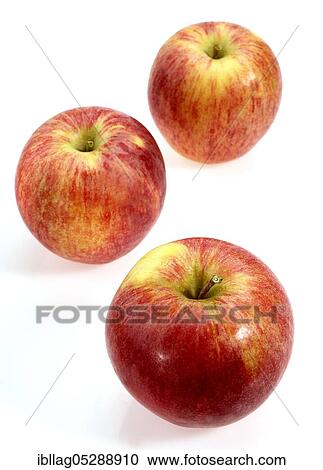 Malus domestica, cultivated apple (Malus domestica), apple, apples, rose family, Royal Gala Apple, malus domestic, cultivated apple, apple, apples, rose family, Royal Gala Apple, malus domestica View Large Photo Image Stock Image - Malus domestica, cultivated apple (Malus domestica), apple, apples, rose family, Royal Gala Apple, malus domestic, cultivated apple, apple, apples, rose family, Royal Gala Apple, malus domestica. Fotosearch