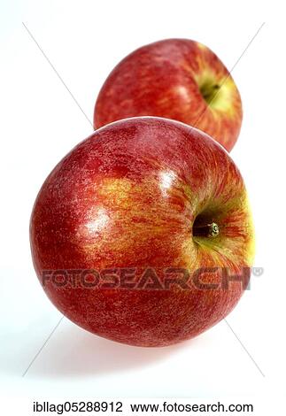 Malus domestica, cultivated apple (Malus domestica), apple, apples, rose family, Royal Gala Apple, malus domesticas exempt, cultivated apple, apple, apples, rose family, Royal Gala Apple, malus domesticas exempt View Large Photo Image Stock Image - Malus domestica, cultivated apple (Malus domestica), apple, apples, rose family, Royal Gala Apple, malus domesticas exempt, cultivated apple, apple, apples, rose family, Royal Gala Apple, malus domesticas exempt. Fotosearch
