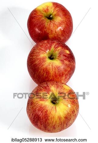 Malus domestica, cultivated apple (Malus domestica), apple, apples, rose family, Royal Gala Apple, malus domestic, cultivated apple, apple, apples, rose family, Royal Gala Apple, malus domestica View Large Photo Image Stock Image - Malus domestica, cultivated apple (Malus domestica), apple, apples, rose family, Royal Gala Apple, malus domestic, cultivated apple, apple, apples, rose family, Royal Gala Apple, malus domestica. Fotosearch