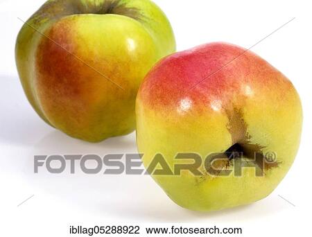 Malus domestica, cultivated apple (Malus domestica), apple, apples, rose family, CALVILLE APPLE malus domestica free-standing, cultivated apple, apple, apples, rose family, CALVILLE APPLE malus domestica free-standing View Large Photo Image Stock Image - Malus domestica, cultivated apple (Malus domestica), apple, apples, rose family, CALVILLE APPLE malus domestica free-standing, cultivated apple, apple, apples, rose family, CALVILLE APPLE malus domestica free-standing. Fotosearch