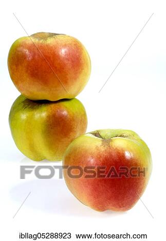 Malus domestica, cultivated apple (Malus domestica), apple, apples, rose family, Calville Apple, malus domesticas exempt, cultivated apple, apple, apples, rose family, Calville Apple, malus domesticas exempt View Large Photo Image Stock Image - Malus domestica, cultivated apple (Malus domestica), apple, apples, rose family, Calville Apple, malus domesticas exempt, cultivated apple, apple, apples, rose family, Calville Apple, malus domesticas exempt. Fotosearch