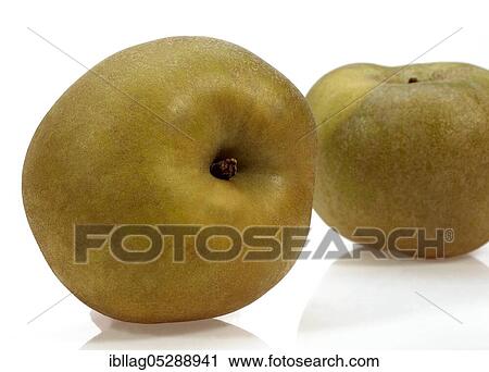 Malus domestica, cultivated apple (Malus domestica), apple, apples, rose family, CANADA APPLE malus domestica exempt, cultivated apple, apple, apples, rose family, CANADA APPLE malus domestica exempt View Large Photo Image Stock Image - Malus domestica, cultivated apple (Malus domestica), apple, apples, rose family, CANADA APPLE malus domestica exempt, cultivated apple, apple, apples, rose family, CANADA APPLE malus domestica exempt. Fotosearch