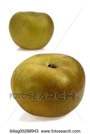 Malus domestica, cultivated apple (Malus domestica), apple, apples, rose family, CANADA APPLE malus domestica exempt, cultivated apple, apple, apples, rose family, CANADA APPLE malus domestica exempt View Large Photo Image Stock Image - Malus domestica, cultivated apple (Malus domestica), apple, apples, rose family, CANADA APPLE malus domestica exempt, cultivated apple, apple, apples, rose family, CANADA APPLE malus domestica exempt. Fotosearch