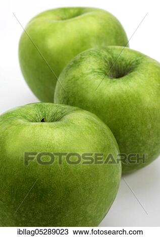 Malus domestica, cultivated apple, apple, rose family, granny smith apple, malus domesticas against white background View Large Photo Image Stock Image - Malus domestica, cultivated apple, apple, rose family, granny smith apple, malus domesticas against white background. Fotosearch