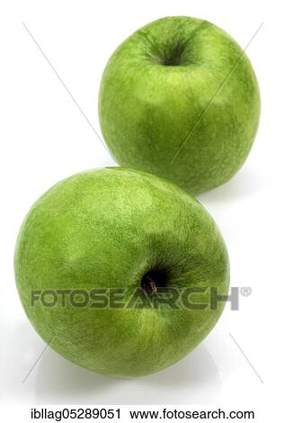 Malus domestica, cultivated apple, apple, rose family, granny smith apple, malus domesticas against white background View Large Photo Image Stock Image - Malus domestica, cultivated apple, apple, rose family, granny smith apple, malus domesticas against white background. Fotosearch