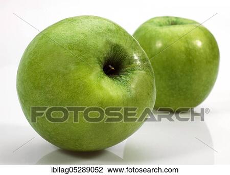 Malus domestica, cultivated apple, apple, rose family, granny smith apple, malus domesticas against white background View Large Photo Image Stock Image - Malus domestica, cultivated apple, apple, rose family, granny smith apple, malus domesticas against white background. Fotosearch