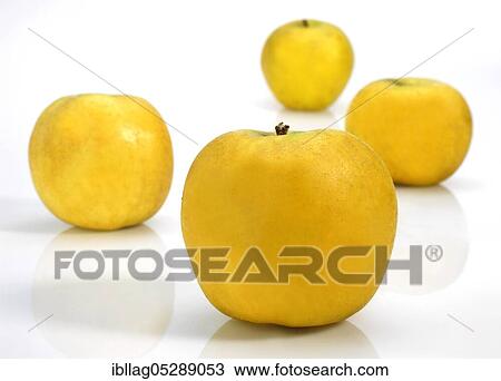 Malus domestica, cultivated apple, apple, apples, rose family, golden apples, malus domestica, against white background View Large Photo Image Stock Image - Malus domestica, cultivated apple, apple, apples, rose family, golden apples, malus domestica, against white background. Fotosearch