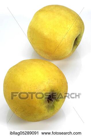 Malus domestica, cultivated apple (Malus domestica), free variety View Large Photo Image Stock Image - Malus domestica, cultivated apple (Malus domestica), free variety. Fotosearch