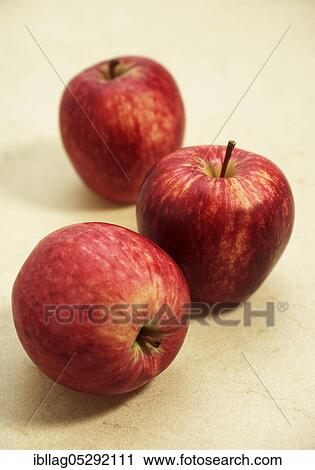 Malus domestica, cultivated apple, apple, apples, rose family, Royal Gala Apple, malus domestica View Large Photo Image Stock Image - Malus domestica, cultivated apple, apple, apples, rose family, Royal Gala Apple, malus domestica. Fotosearch