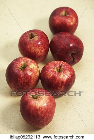 Stock Image - Malus domestica, cultivated apple, apple, apples, rose family, Royal Gala Apple, malus domestica. Fotosearch