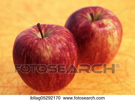 Malus domestica, cultivated apple (Malus domestica), apple, apples, rose family, Royal Gala View Large Photo Image Stock Image - Malus domestica, cultivated apple (Malus domestica), apple, apples, rose family, Royal Gala. Fotosearch