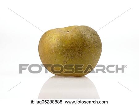 Malus domestica, cultivated apple (Malus domestica), apple, apples, rose family, Canada Apples, malus domestica, exempt, cultivated apple, apple, apples, rose family, Canada Apples, malus domestica, exempt View Large Photo Image Stock Photo - Malus domestica, cultivated apple (Malus domestica), apple, apples, rose family, Canada Apples, malus domestica, exempt, cultivated apple, apple, apples, rose family, Canada Apples, malus domestica, exempt. Fotosearch