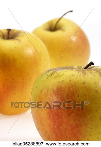 Stock Photo - Malus domestica, cultivated apple (Malus domestica), apple, apples, rose family, Golden Apple, malus domesticas exempt, cultivated apple, apple, apples, rose family, Golden Apple, malus domesticas exempt. Fotosearch