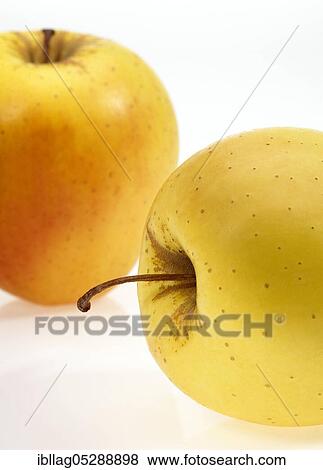 Malus domestica, cultivated apple (Malus domestica), apple, apples, rose family, GOLDEN APPLE malus domestica exempt, cultivated apple, apple, apples, rose family, GOLDEN APPLE malus domestica exempt View Large Photo Image Stock Photo - Malus domestica, cultivated apple (Malus domestica), apple, apples, rose family, GOLDEN APPLE malus domestica exempt, cultivated apple, apple, apples, rose family, GOLDEN APPLE malus domestica exempt. Fotosearch