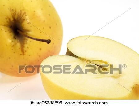 Malus domestica, cultivated apple (Malus domestica), apple, apples, rose family, Golden Apples, malus domestica exempt, cultivated apple, apple, apples, rose family, Golden Apples, malus domestica exempt View Large Photo Image Stock Photo - Malus domestica, cultivated apple (Malus domestica), apple, apples, rose family, Golden Apples, malus domestica exempt, cultivated apple, apple, apples, rose family, Golden Apples, malus domestica exempt. Fotosearch