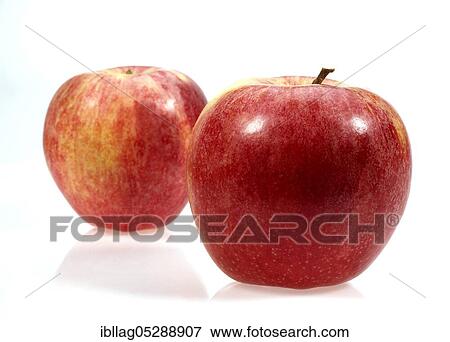 Malus domestica, cultivated apple (Malus domestica), apple, apples, rose family, Royal Gala Apple, malus domestic, cultivated apple, apple, apples, rose family, Royal Gala Apple, malus domestica View Large Photo Image Stock Photo - Malus domestica, cultivated apple (Malus domestica), apple, apples, rose family, Royal Gala Apple, malus domestic, cultivated apple, apple, apples, rose family, Royal Gala Apple, malus domestica. Fotosearch