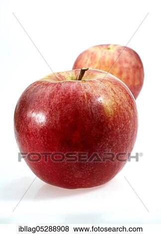 Malus domestica, cultivated apple (Malus domestica), apple, apples, rose family, royal gala apple, malus domesticas exempt, cultivated apple, apple, apples, rose family, royal gala apple, malus domesticas exempt View Large Photo Image Stock Photo - Malus domestica, cultivated apple (Malus domestica), apple, apples, rose family, royal gala apple, malus domesticas exempt, cultivated apple, apple, apples, rose family, royal gala apple, malus domesticas exempt. Fotosearch