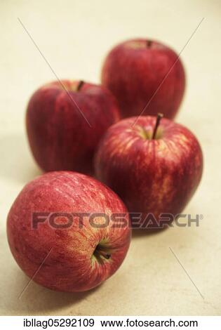 Malus domestica, cultivated apple, apple, apples, rose family, Royal Gala Apples, malus domestica View Large Photo Image Stock Photo - Malus domestica, cultivated apple, apple, apples, rose family, Royal Gala Apples, malus domestica. Fotosearch