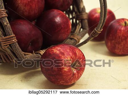 Malus domestica, cultivated apple, apple, apples, rose family, Royal Gala Apple, malus domestica View Large Photo Image Stock Photo - Malus domestica, cultivated apple, apple, apples, rose family, Royal Gala Apple, malus domestica. Fotosearch